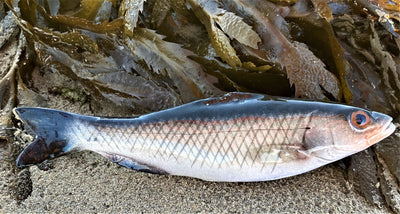 Sea Bass