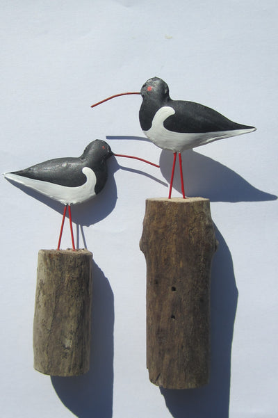 Oystercatcher on a Groyne